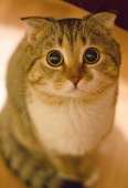 cats14438408379292.jpg