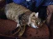cats14438244755353.jpg
