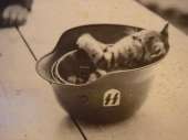 cats14371914587180-b-97765968.jpg