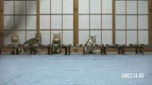 16141446326183.mp4