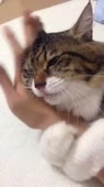 16096326956652.webm