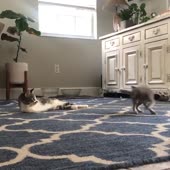 #3.mp4