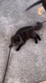 1.mp4