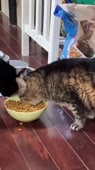 3.mp4
