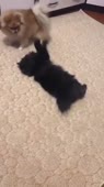 4.mp4