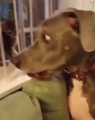 5.mp4