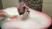 6.webm