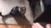 8.mp4