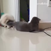 11.mp4