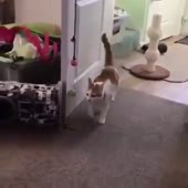 13.mp4