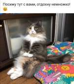 cat8.jpg