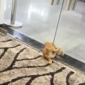 17.mp4