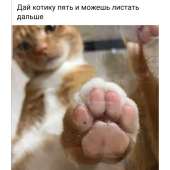 catfive.jpg