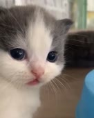 15956704902940.webm