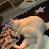 25.mp4