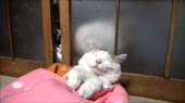 27.webm