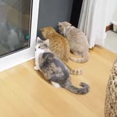 32.mp4