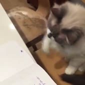 33.mp4