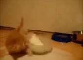 35.mp4