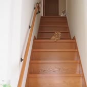 36.mp4