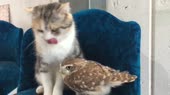 37.mp4