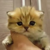 15947517439380.webm