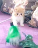 40.mp4