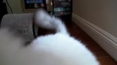 46.webm