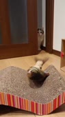 47.mp4