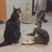 51.webm