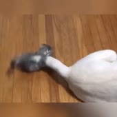 15914514986460.mp4