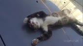 14807469271480.webm