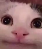 55.mp4