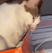 15703116160060.mp4