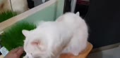 60.mp4