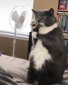 62.mp4