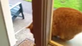 65.mp4