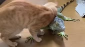 65.webm