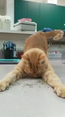 67.mp4
