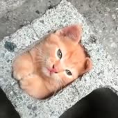 16071634439280.mp4