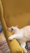 68.mp4