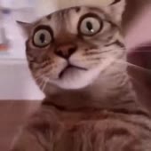 72.webm