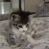 73.mp4
