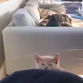 81.MP4