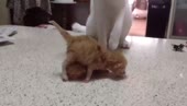 15442580519561.webm