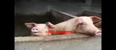 лахтозагон.webm