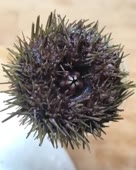 15986197925461.webm