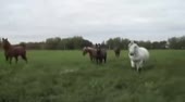 Лошатки.webm