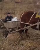 Я люблю животных.mp4