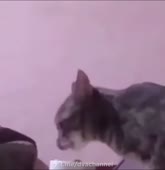 16006050700110.mp4